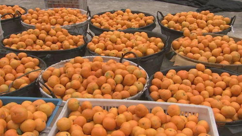 央视点赞三门鲜甜丰收 酒业焕新迎丰年